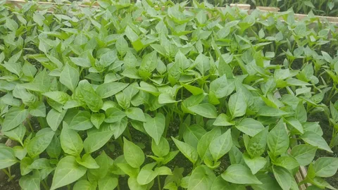 نشا فلفل دلمه‌ ای گوشتی با رنگ‌ بندی متنوع